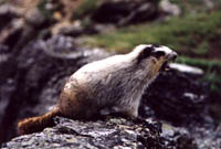 Svišť