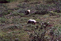 Grizzly v Denali