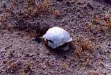 Torso of Tortoise