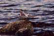 Arctic Tern