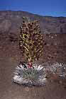 Silversword