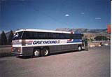 Greyhound