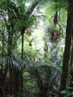 Waipoua Forest