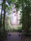 Te Matua Ngahere, Kauri
