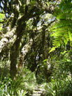 Mt. Taranaki