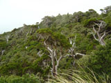Stráně Mt. Pouakai, NZ