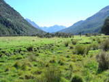 Caple Track, NZ