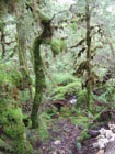 Routeburn Track