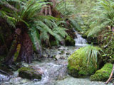 Caple Track, NZ
