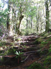 Te Urewera