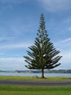 Strom, Mercury Bay