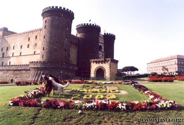 Volně pobíhající psi před Castel Nuovo